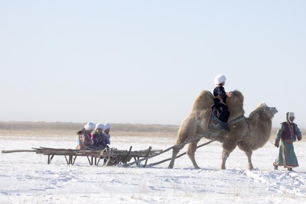 雪原上的·骆驼